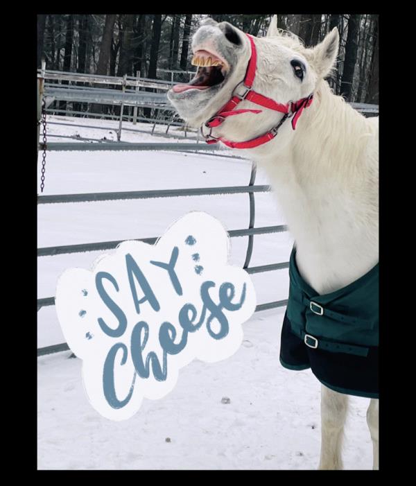 /Images/uploads/Miss Nutfield Scholarship Program/miss-nutfield-pet-photo-contest/entries/30813thumb.jpg